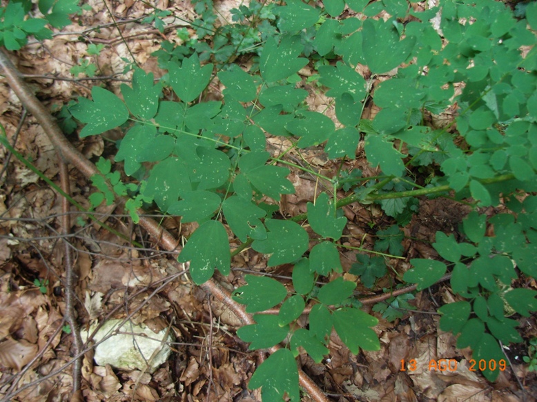 Thalictrum aquilegifolium